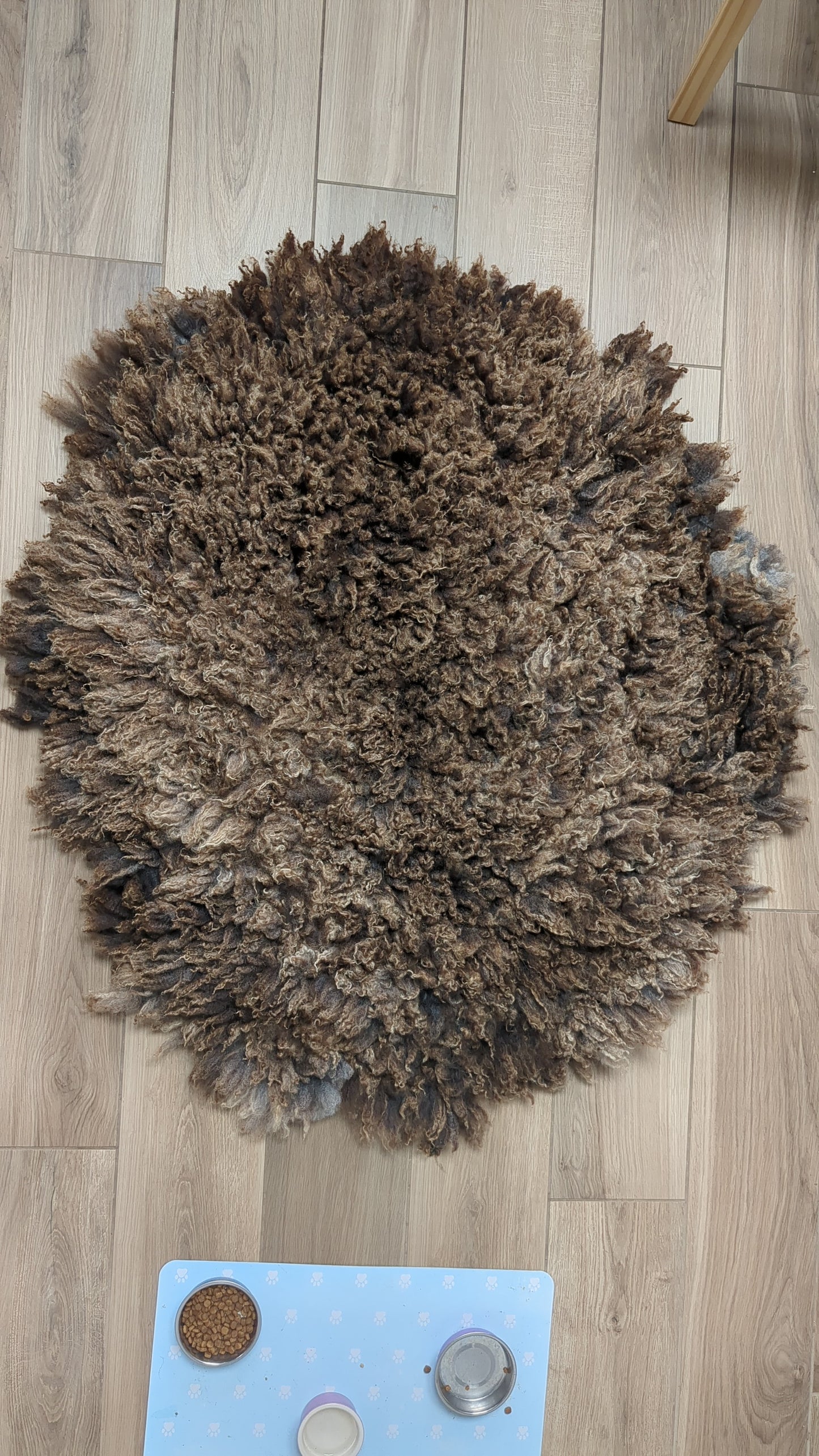 shearling suffolk cross