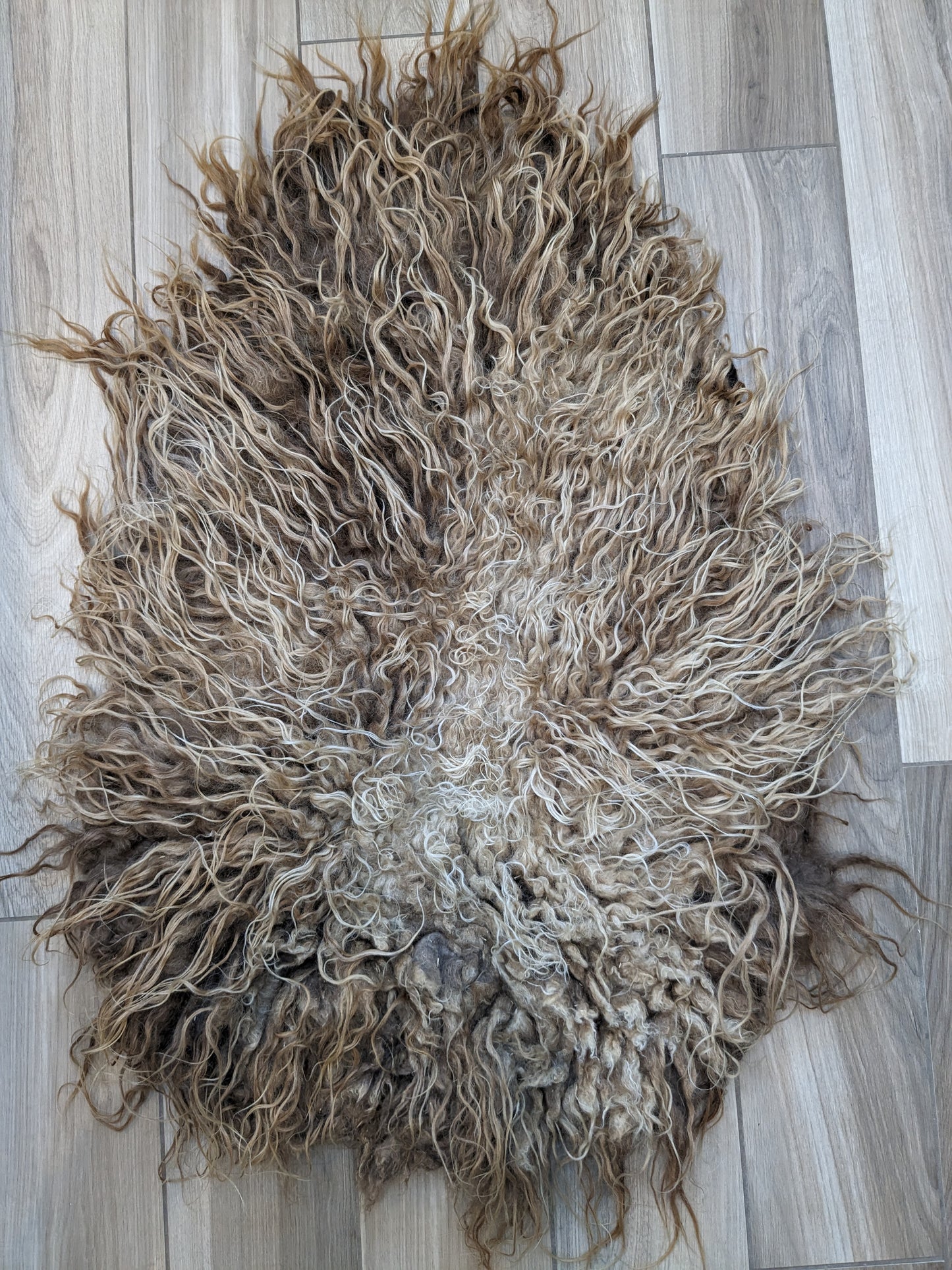 Auburn pure bred Icelandic rug