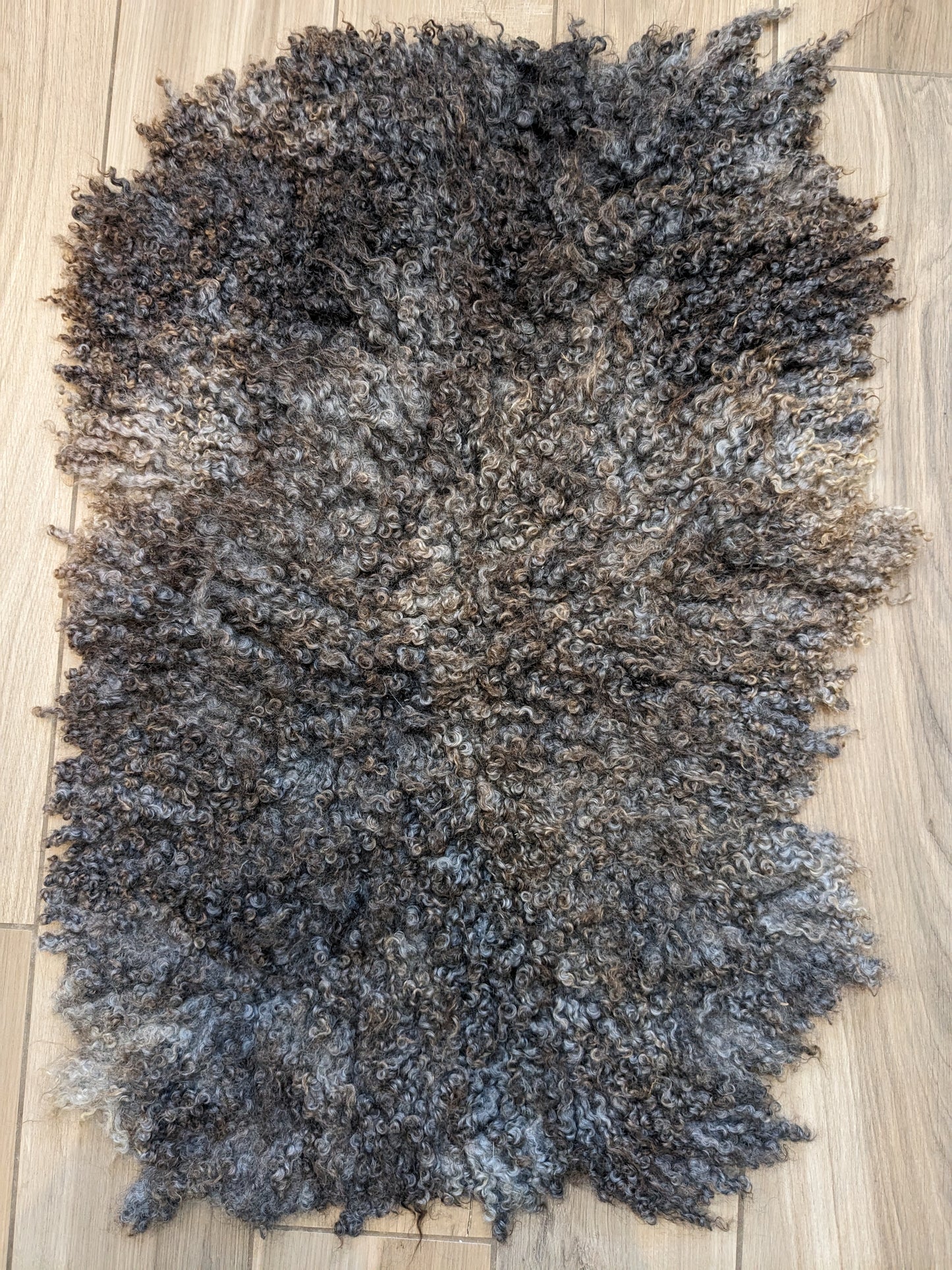 Pure bred Gotland fleece