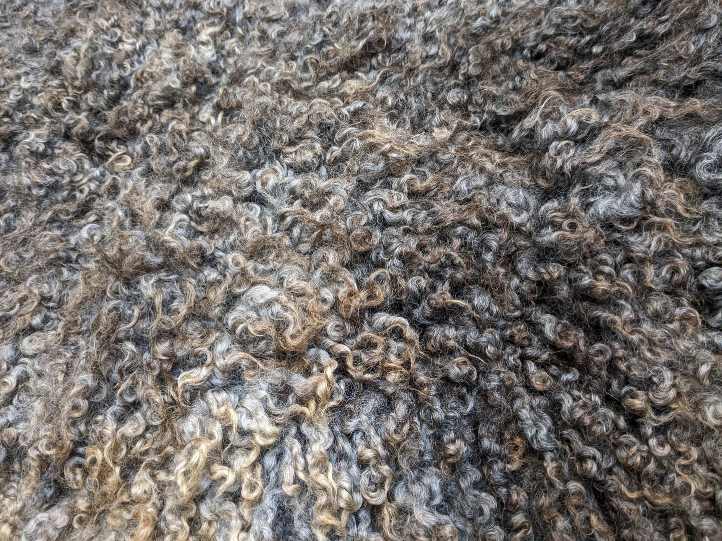 Pure bred Gotland fleece