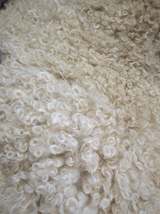 Small white Leicester longwool